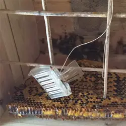 Прозрачный Пластик клип маточная Клеточка клип ловушка для пчел клип зажим-ловушка для пчеловодства Прочный приспособление для