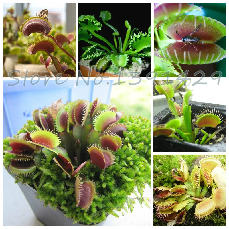 

PROMOTION 200pcs Potted Insectivorous Plant Seeds Dionaea Muscipula Giant Clip Venus Flytrap Seeds bonsai easy to grow Cactus