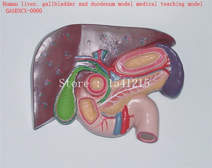

Human liver, gallbladder and duodenum model medical teaching model - GASENCX-0060