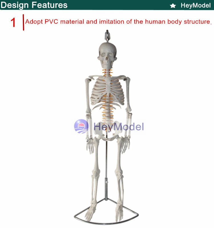 Модель HeyModel из искусственного скелета для обучения использованию с нервом, гибкие, Висячие