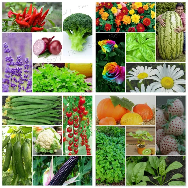2635 Survival Heirloom Varieties Vegetable & Fruits Seeds garden NON