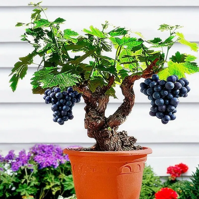 Миниатюрная Виноградная лоза бонсай-patio syrah-виноград культурный-комнатное растение-20 шт-фрукты, технология бонзаи