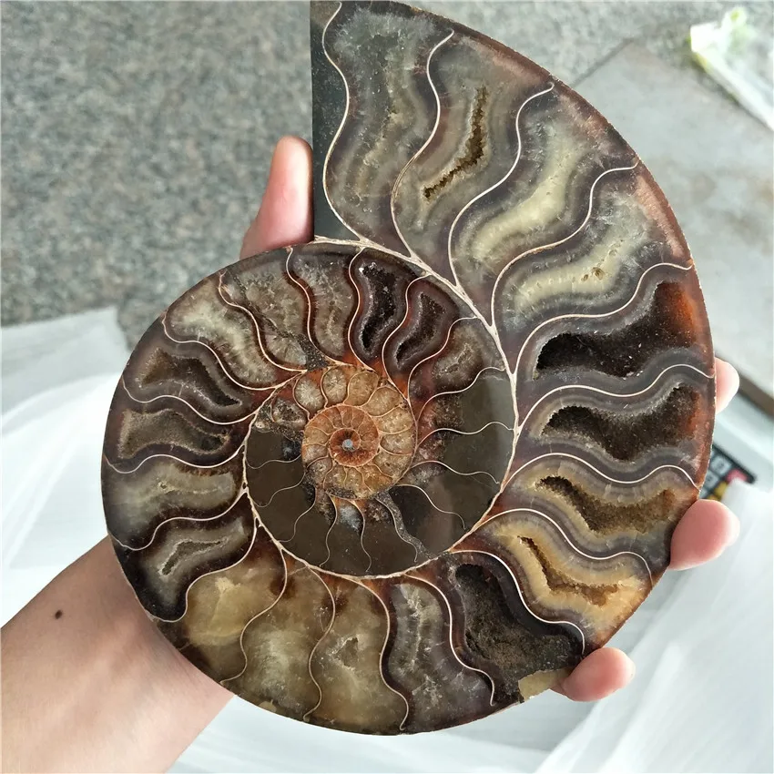 Iridescent Ammonite Specimen 42mm Fossil Fossilized Shell Iridescent Shell Ammonite Supply