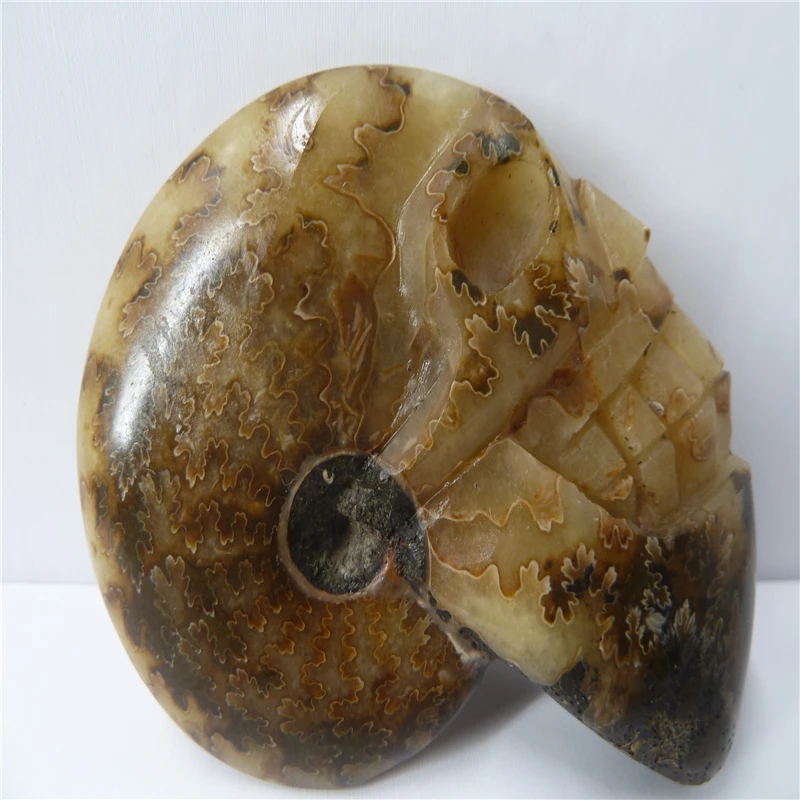 

NATURAL Conch fossil Crystal carved skull HEALING T437