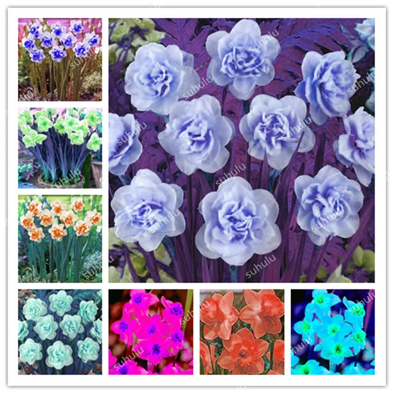 

Bonsai 120 Pcs Colorful Daffodil Bonsai Flower Not Daffodil Bulbs Aquatic Water Plant Double Petals For Home Garden Seedssplants