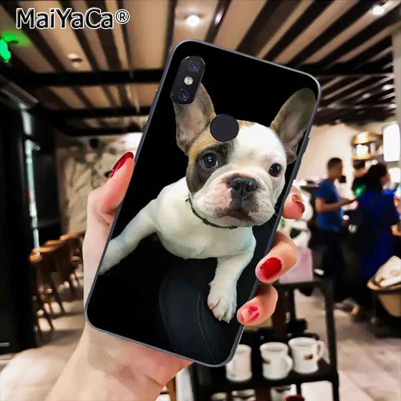 French Bulldog Puppy 