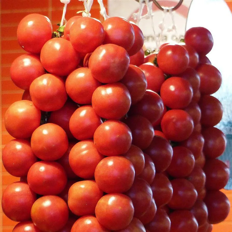 

120pcs/bag bonsai tomato delicious tomato Non-GMO vegetables Edible food balcony potted garden plants