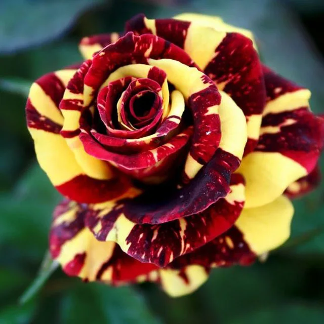 100Pcs Rare Rose Bonsai Black Rose Flower With Red Edge Rare Rose Flowers Bonsai For Garden Bonsai Planting 100Pcs Rare Rose Bonsai Black Rose Flower With Red Edge Rare Rose Flowers Bonsai For Garden Bonsai Planting