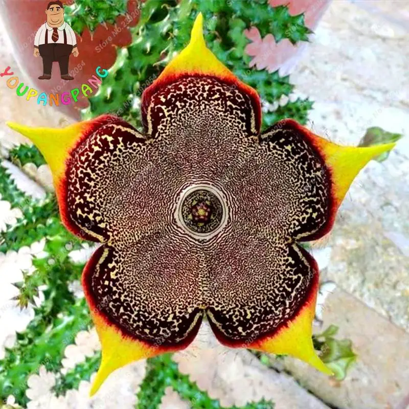 Exotic Stapelia plants Colorful Cactus plants Rare Flower plants Raw