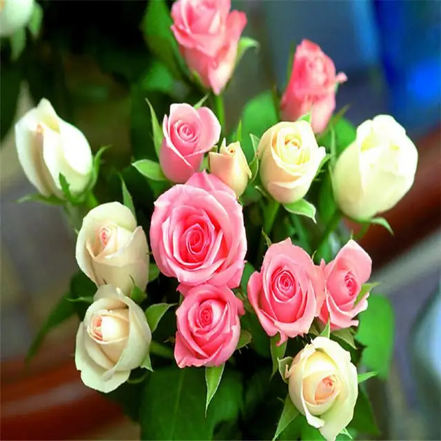 200 unids/bolsa rara Rosa Bonsai flor hermosa rosa rara planta balcón