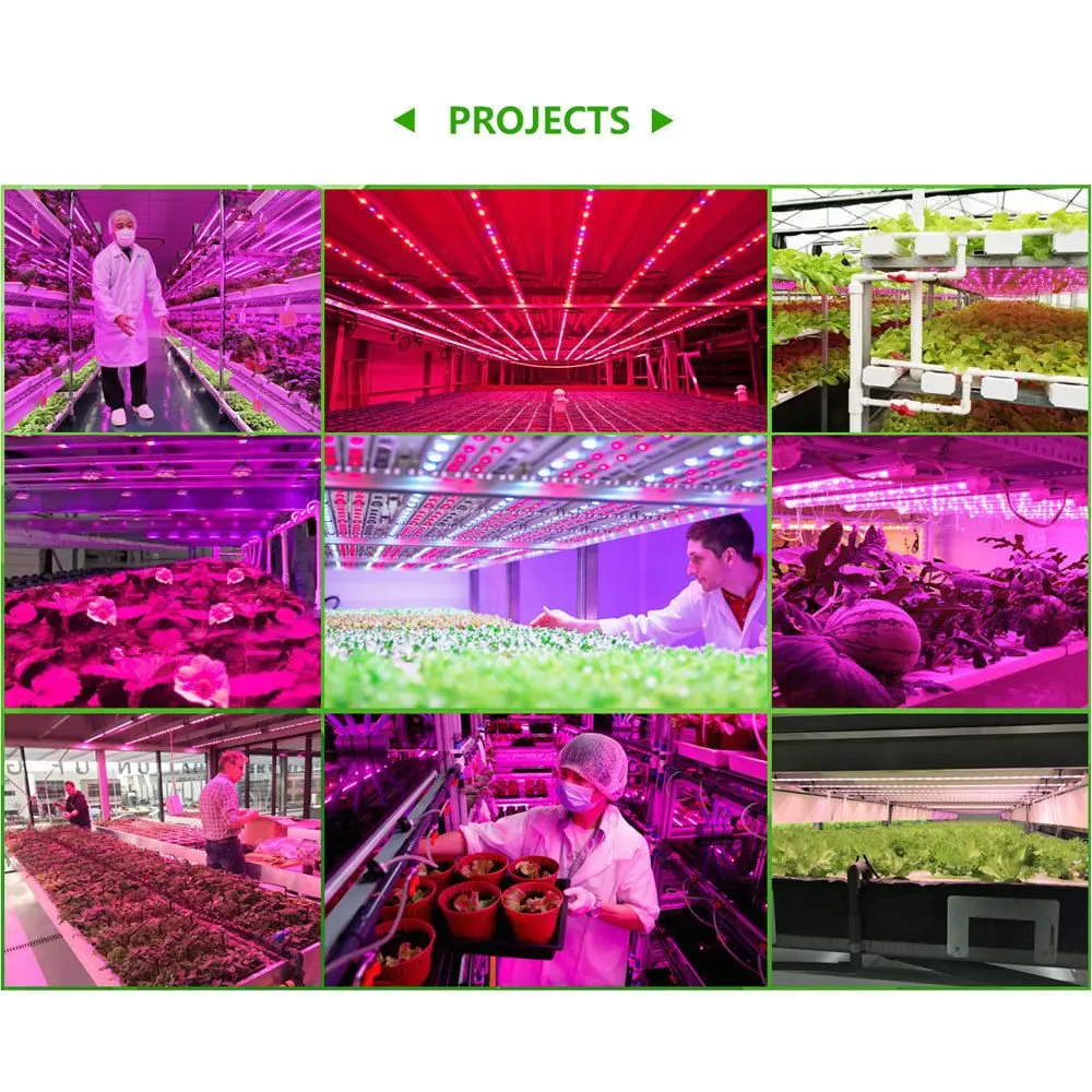 Luzes LED crescimento plantas