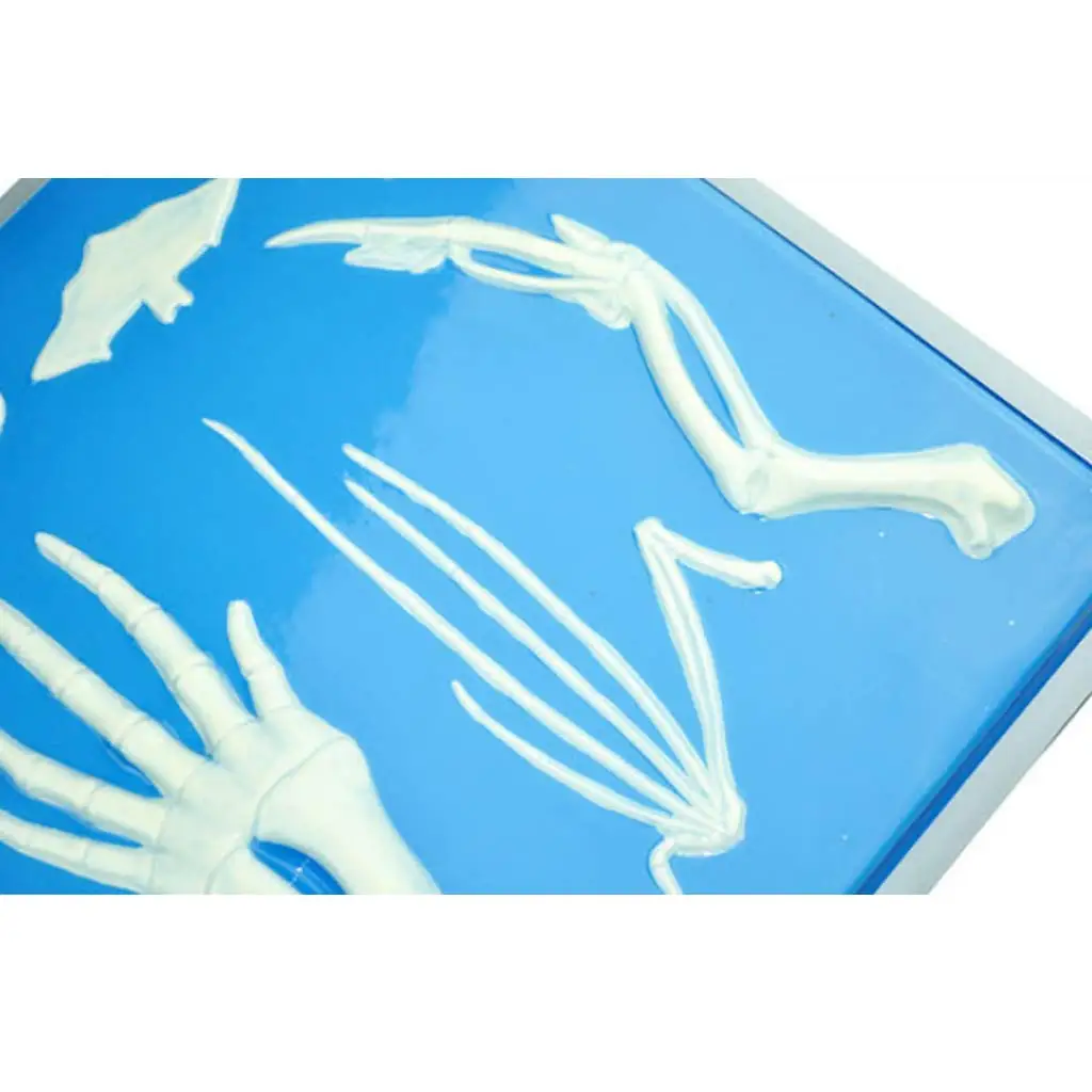  Vertebrate Anterior Limbs Bone Skeleton Model for Biology Learning School Teaching Tool Learning Di - 32974064467