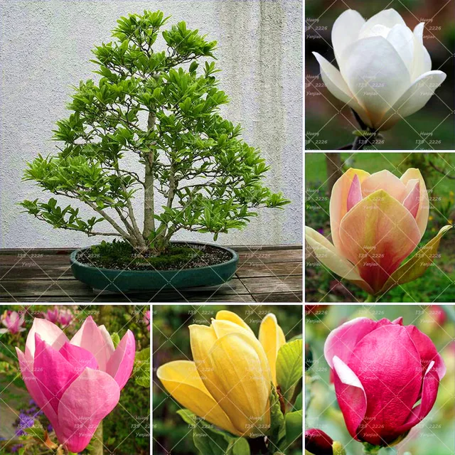 10 piezas bonsai magnolia planta Árbol de la magnolia planta flor