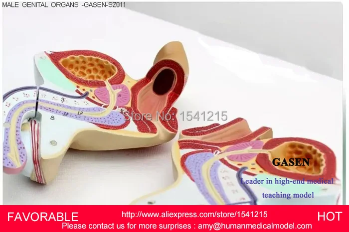Модель мужской системы для воспроизводства Анатомия мужской, MODEL-GASEN-SZ011 мочевой системы