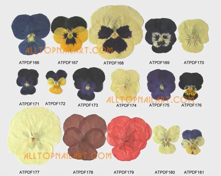 Цветной дизайн ногтей сухие цветы и листья высокого качества прессованные цветы 1000 шт/Вакуумный пакет