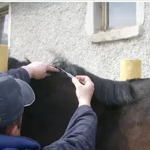 100 шт конский скот и овца имплантируемые чипы животных RFID микрочип шприц с транспондером 2,12x12 мм FDX-B Бесплатный ICAR номер