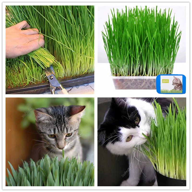 Free Shipping 1000 pcs Cat Grass Bonsai Foliage Plant Bonsai Wheat Grass Mint Smell Superior Cat Food For Your Pet Easy To Grow Free Shipping 1000 pcs Cat Grass Bonsai Foliage Plant Bonsai Wheat Grass Mint Smell Superior Cat Food For Your Pet Easy To Grow