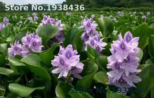 

50 Pcs/bag Bonsai Water Hyacinth Flower Plants Lotus New Live Water Hyacinth Floating Pond Home And Garden Rare Plants