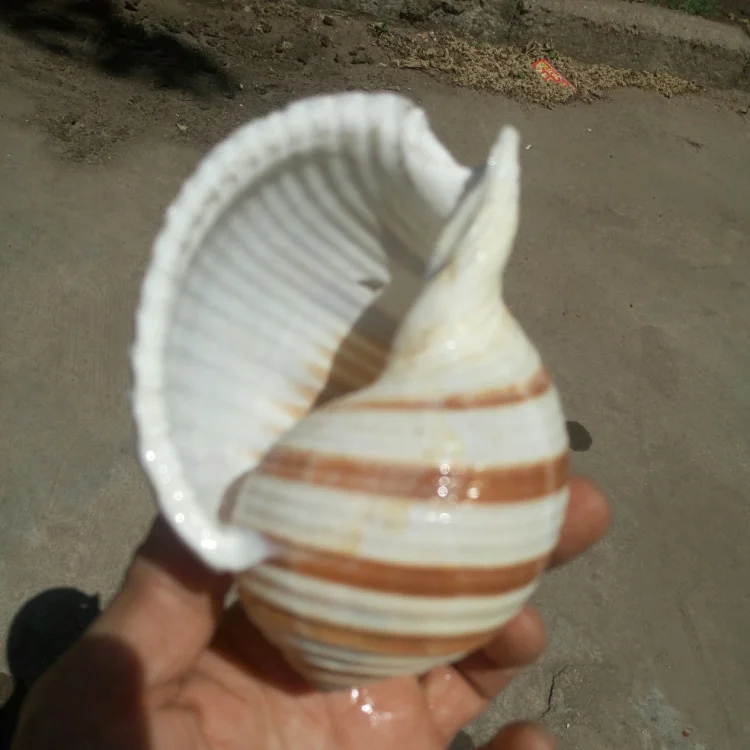 Натуральные раковины conchas подарки аквариумные украшения ракушки Каури океан домашний декор