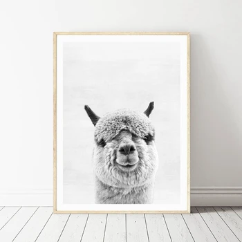 

South American Animal Wall Art Decor Picture Animal Alpaca Photography Canvas Print Painting Modern Home Decoration Posters