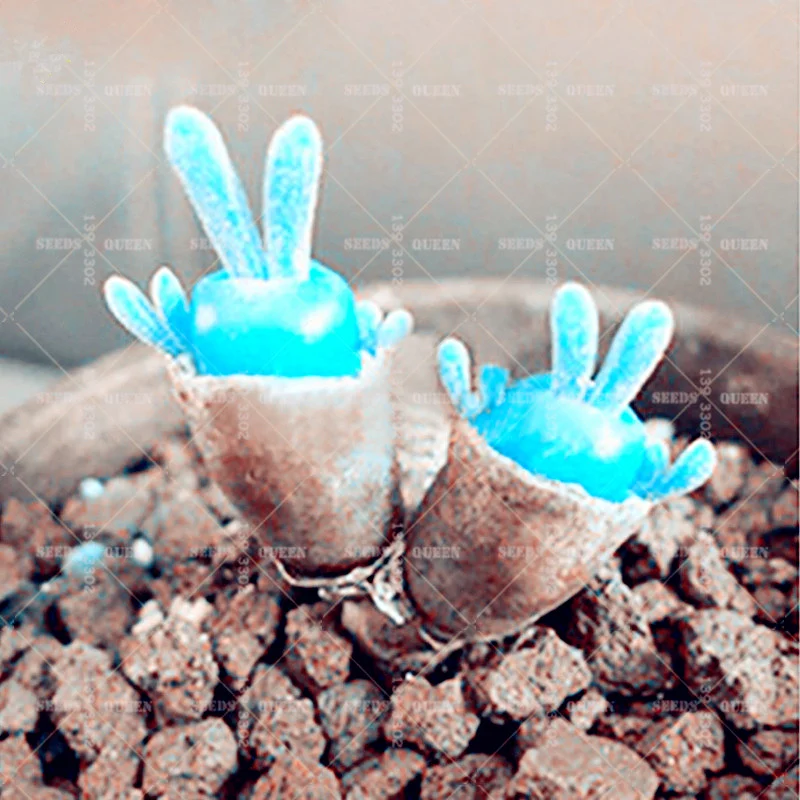 100 Pcs/Lot Mini Blue Rabbit Succulent Semo Rare Lovely Lithops Flower Bonsai Plants Perennial Ornamental Potted for Home Garden