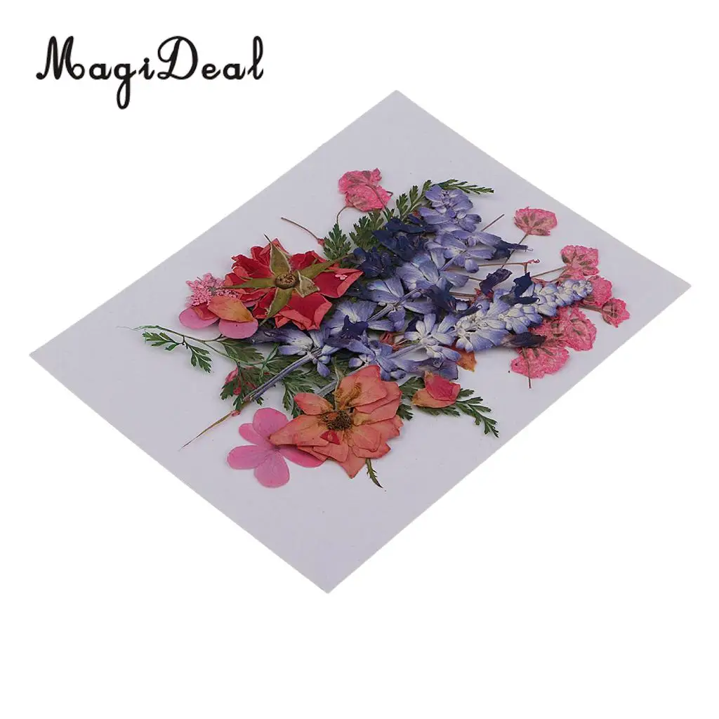Multiple Beautiful Real Pressed Flower Dried Flowers Press Leaves for Art Craft Scrapbooking Resin Jewelry Phone Case Soap DIY