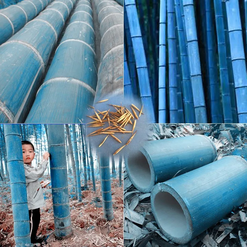 20pcs/bag giant bamboo plants moso bamboo rare Bambusa herb planter bambu tree Various kinds for home garden plant