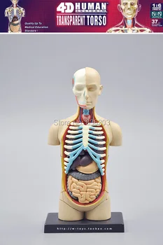 

Dental lab Golbe 4D master Human Head Anatomy Medical anatomia DELUXE TORSO Skull model skeleton
