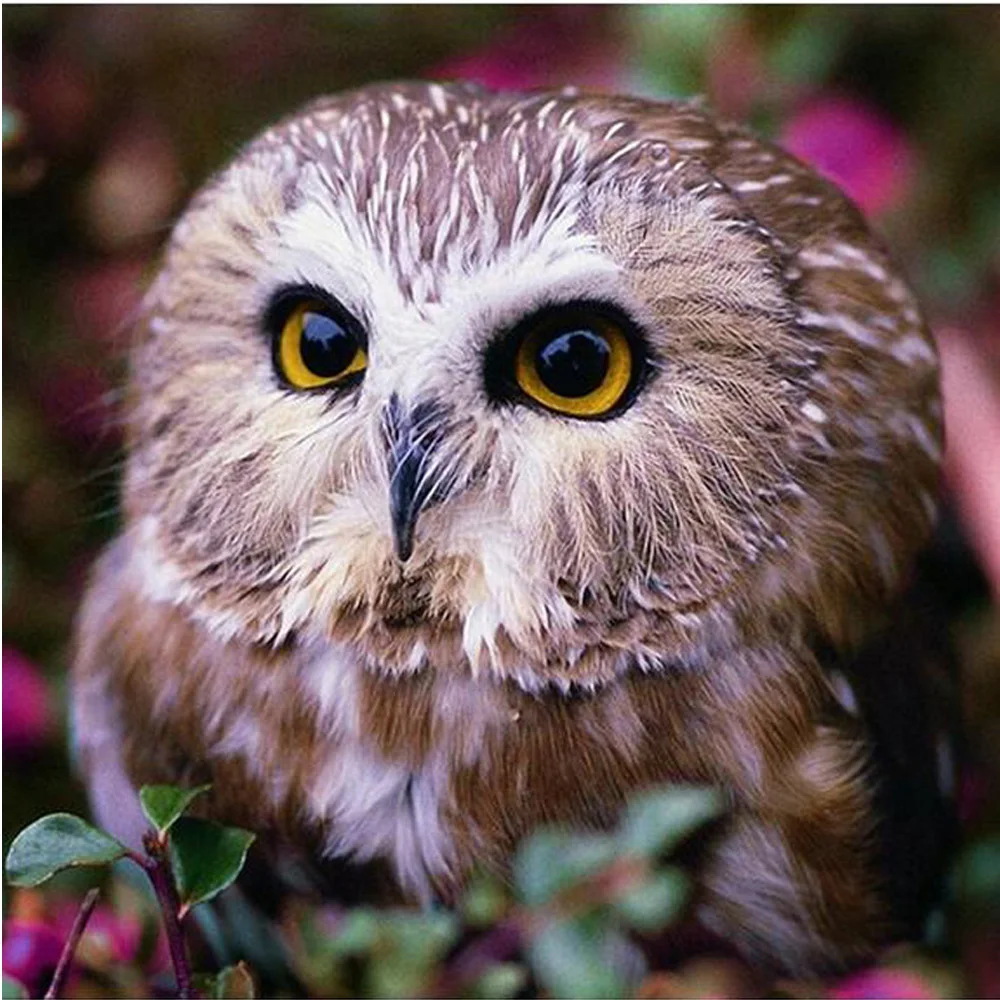 

Diy 5D Full Square Diamond Painting Cross Stitch Diamond Embroidery Mosaic Wall Sticker Decor Animals wolves and eagles KJ248