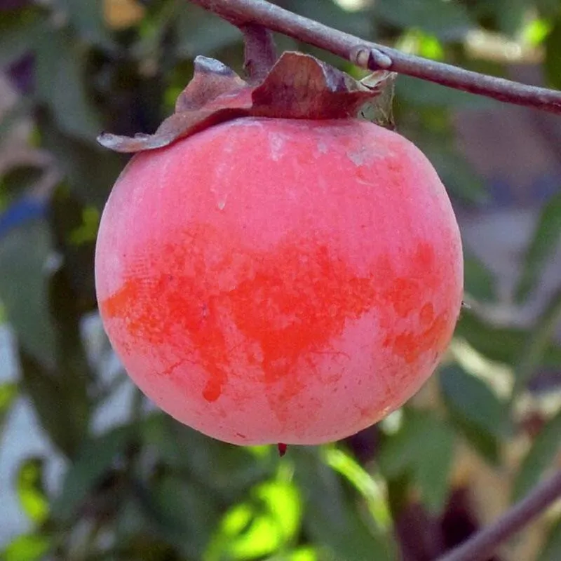 50 Pcs Persimmon plant Diospyros Kaki Non-GMO Delicious Fruit Tree Home Garden Bonsai Plant sementes da fruta Easy Growing