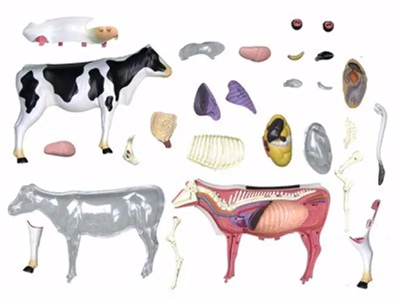 JSXuan 4D мастер развивающие игрушки модели животных собранные коровы анатомическая модель бесплатная доставка