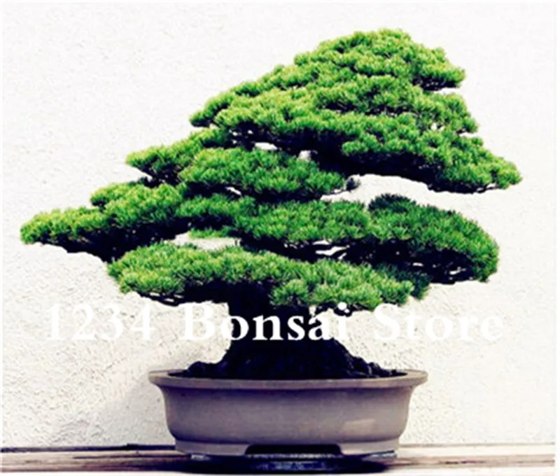 Genuine! 50 Pcs Juniper bonsai tree potted flowers office bonsai purify the air absorb harmful gases juniper garden seedsplants Genuine! 50 Pcs Juniper bonsai tree potted flowers office bonsai purify the air absorb harmful gases juniper garden seedsplants