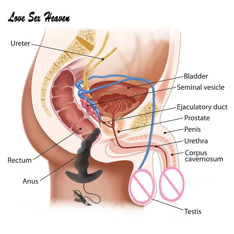 Women Anal Sex Diagram \\ Wingateinnallentown.com # Porn ...