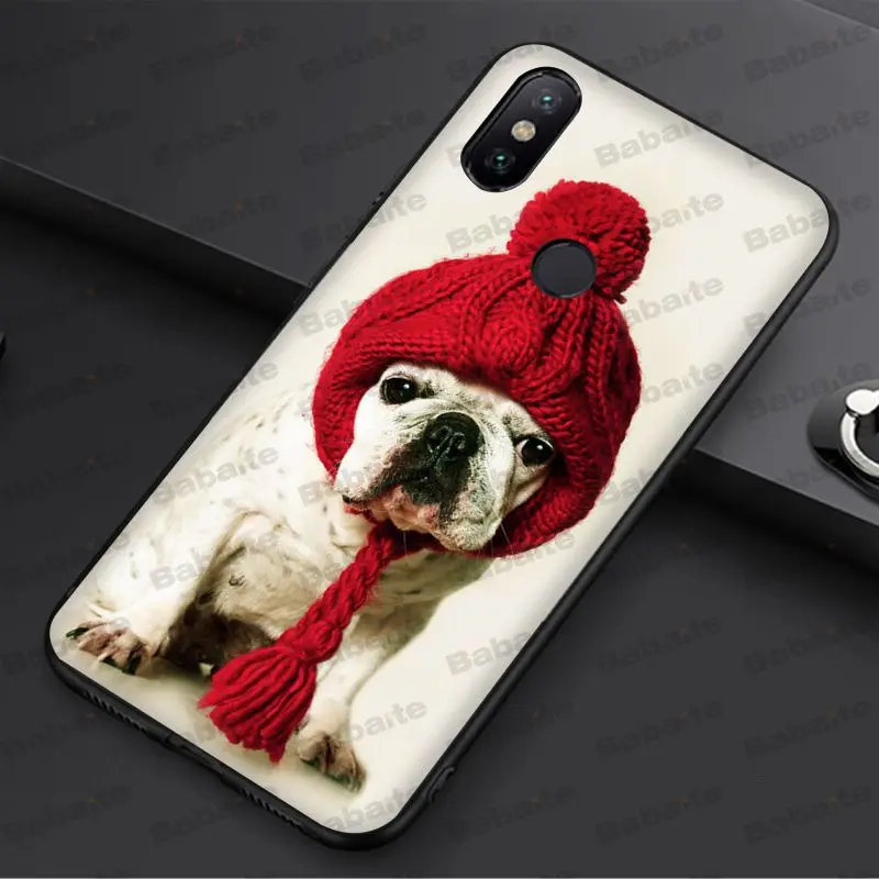 french bulldog dog