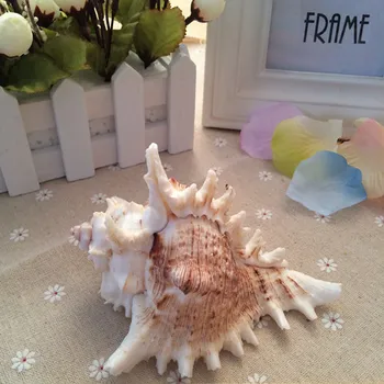 

Screw big shell conch fish tank decoration yangtz decoration