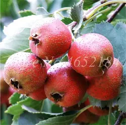 Лидер продаж! 20 шт. импортные растения боярышника, Crataegus laevigata фруктовое дерево съедобные карликовые деревья для дома и садовый цветочный