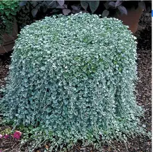100 шт. dichondra семена, Dichondra Ползучий газон семян деньги трава висит декоративные садовые растения семена цветов для Дома сад