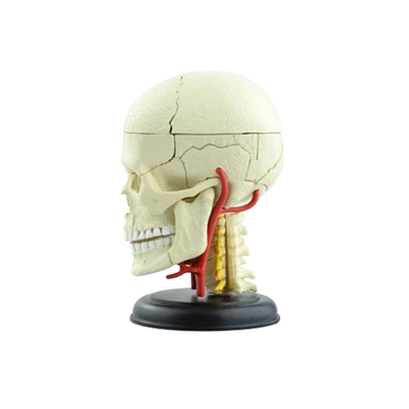 39 штук, анатомическая модель черепа человека, собранная медицинская модель скелета, художественная модель, обучающая модель,, 9,8*5,4*13,4 см