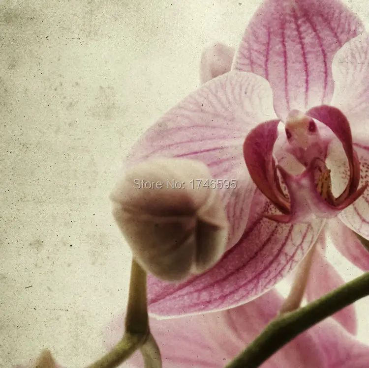orchid-1