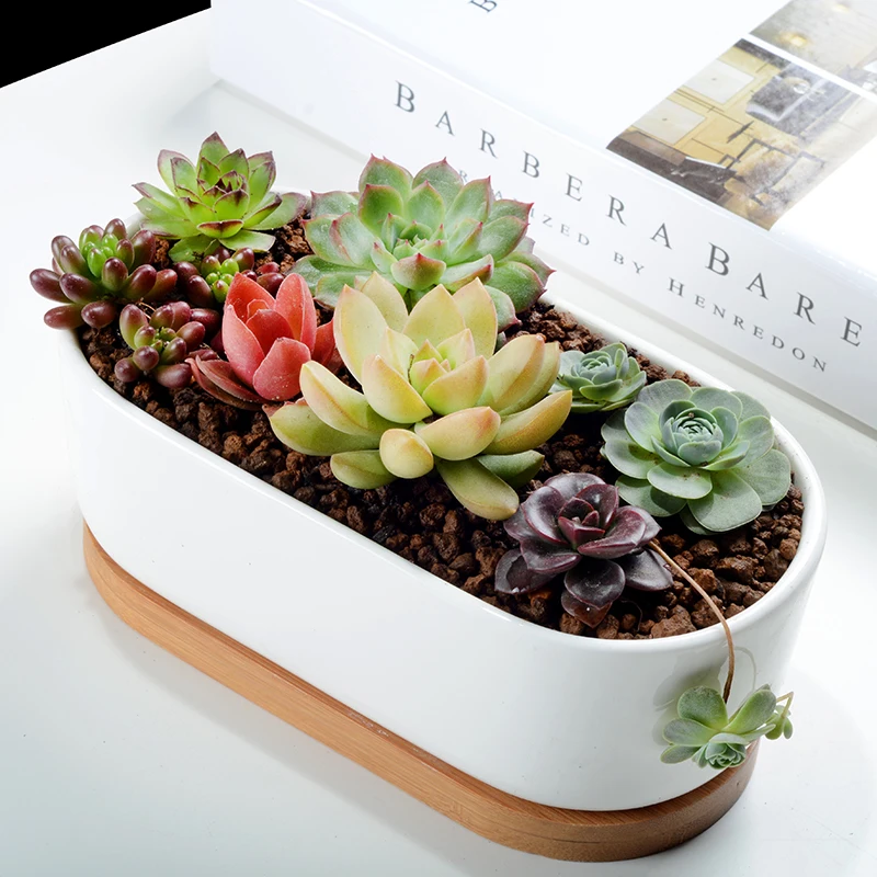 1 Set Minimalist White Ceramic Succulent Plant Pot Porcelain Planter Decorative Desktop Flowerpot Home Decor(1 Pot + 1 Tray)