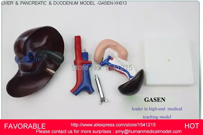 

HUMAN LIVER MODEL ANATOMICAL MODEL MEDICAL SCIENCE ,LIVER AND PANCREATIC STRUCTURAL MODEL OF LIVER SPLEEN BLOOD -GASEN-XH013
