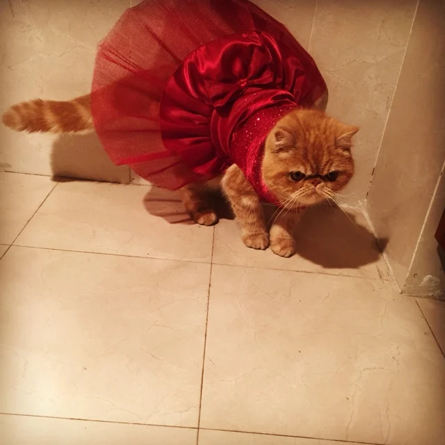 Cat Wedding Tutu Dress For Pet