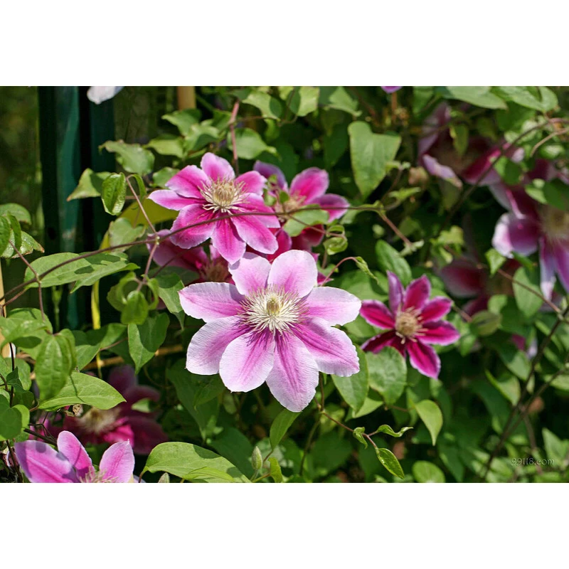 Клематис Купить Интернет Магазин Почтой