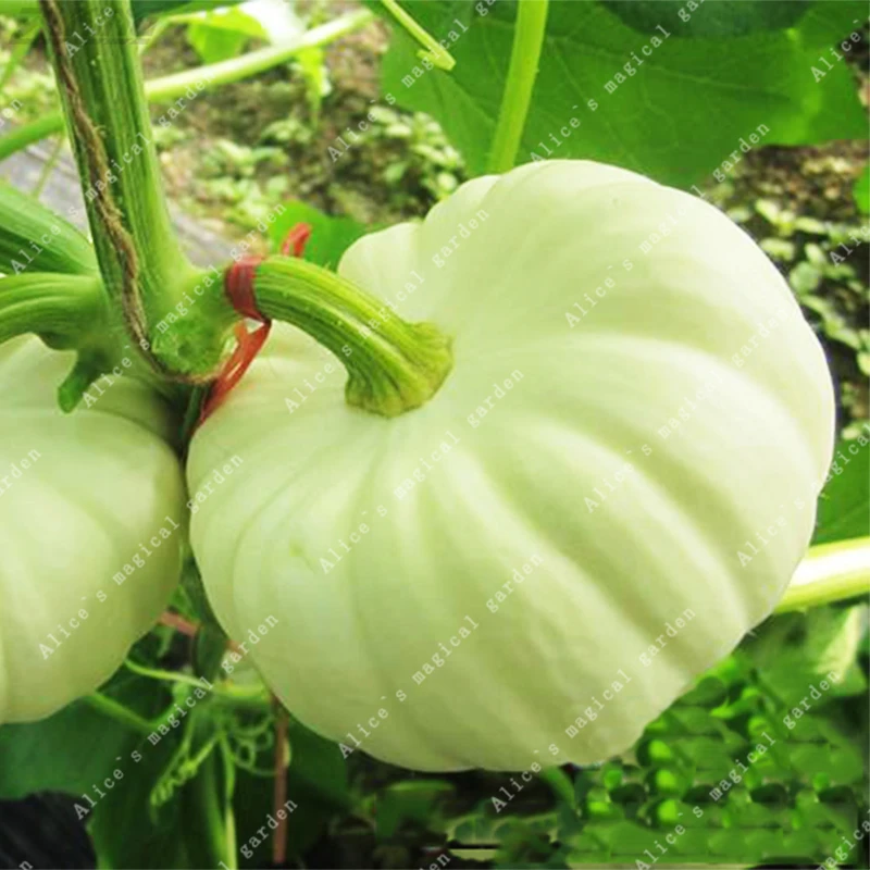 

10Pcs White Chinese Pumpkin Bonsai Rare Delicious Super Sweet Healthy Vegetables And Fruits Flowers For The Garden