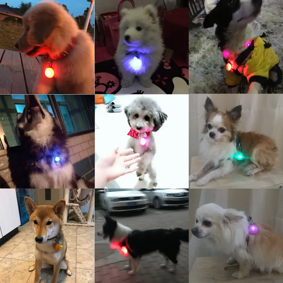 led dog tag