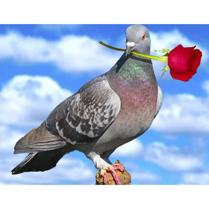 pigeon with rose