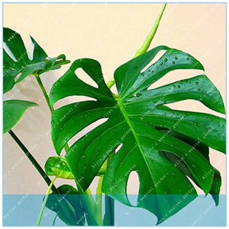 

50PCS Rare Palm Turtle Leaves Potted Plant Tree Bonsai Mixed Home Perennial Foliage Plants Flowers for planting in the garden