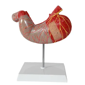 

1.5X Enlarged Anatomical Stomach Model Alimentary System Gastric Anatomical Model Magnification 1.5 Times Medical Anatomy Model