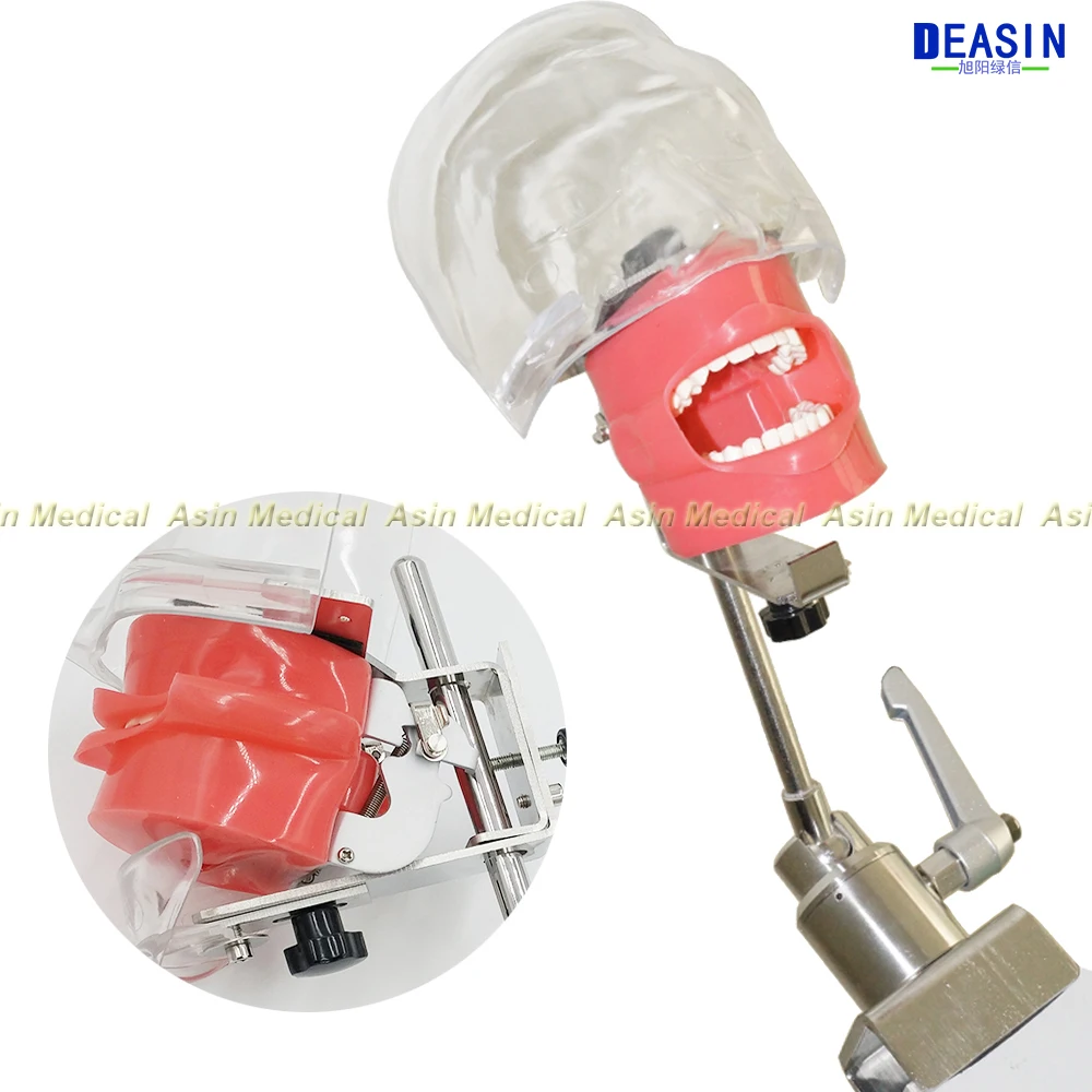 Simple Head Model Apply To The Oral Cavity Simulation Training Fixed On