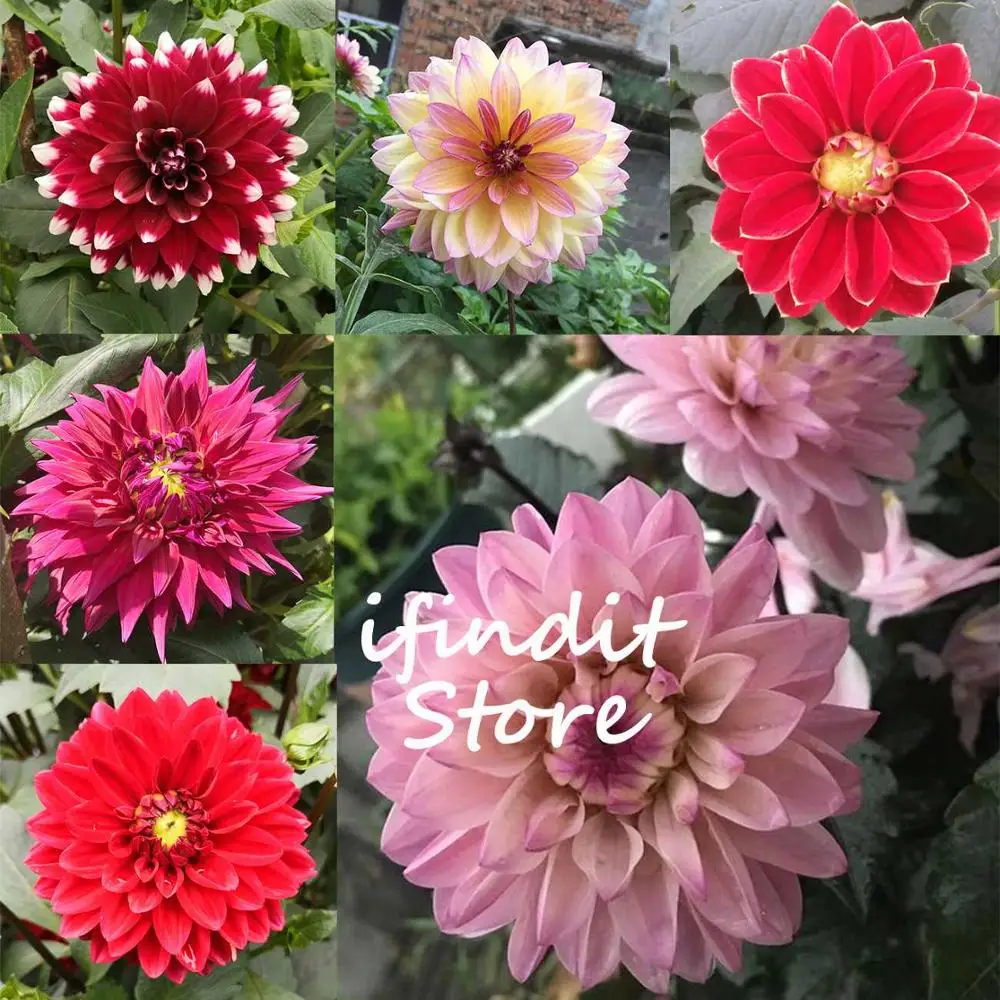 

50pcs Rare mixed color Purple Pink Dahlia(not bulbs) flower Perennial Potted Bonsai plants For Home Garden Planting Easy To Grow